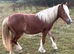 Stunning Traditional Cob Mare
