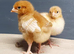 Chickens hens chicks for sale