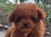 Micro asian toy poodle Girl