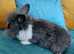 Male lionhead cross rabbits