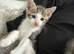 Mixed breed kittens