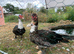 Muscovy ducks
