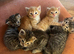Kittens Devon tabby and ginger