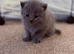 British shorthair kittens