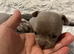Apple head chihuahuas