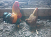 Pair of Partridge Wyandotte bantams