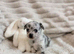 1 leftMerle female chihuahuas