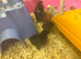 3 day old chicks