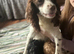 Cockapoo Girl