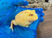 Pac Man Frogs Various Morphs
