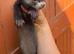 Young angora ferrets for sale