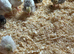 Chinese painted quail
