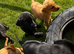 Wonderful red and black Labrador puppies from working lines