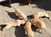 Working Fox Red Labrador retriever puppies