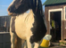 13hh cob gelding
