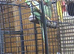 Quality Proven Pair of Large Alexandrines
