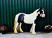 Piebald Traditional Cob Mare 13.2hh