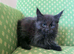 XXL Champion Bloodline Maine Coon Kittens – Ready Now