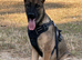 German shepherd 7 months old