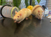 White female fancy rats