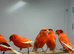 red factor Canaries
