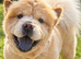 Luna the caramel chow chow