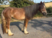 Chestnut filly