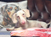WOW /// Bacon pink dachshund