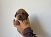 ONLY 2 LEFT cocker spaniel cross