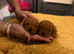 Stunning 100% tiny toy poodles
