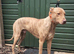 bull greyhound 11months old