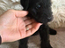 Bedlington x Lakeland Puppies