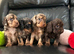 Stunning litter of cockapoo puppies