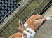 Dutch Baby Bunnies 10 weeks old