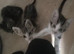 4 beautiful maincoon bengal kittens 12 weeks old 2 girls 2boys