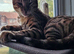 Boys and girls for sale, different ages, all kittens