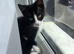 female kitten