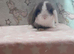 Beautiful purebred mini lops