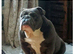 KC registered bulldogs