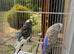 Pair bugies for sale healthy and nice bird