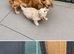 Cockapoo puppies