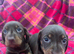 Two beautiful chocolate boys left PRA CLEAR