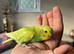 Adorable baby budgies just out the box!!
