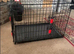 Brand new dog crate size medium