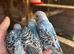 Beautiful Baby budgies