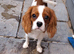 King Charles Cavalier boy