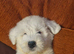 Ikc registered old english sheepdog puppies