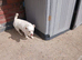 Bella REHOME