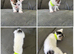 3 playful male kittens available
