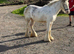 Red Blagdon spotted Blagdon
